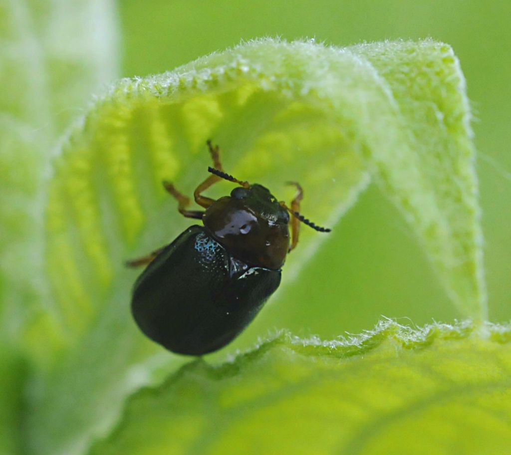 Smaragdina salicina (Chrysomelidae)
